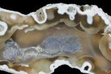 Unique, Agatized Fossil Coral Geode - Florida #66861-1